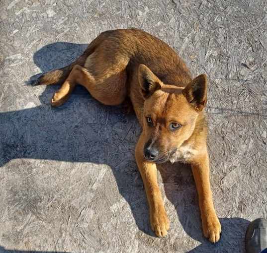 Photo of Oscar