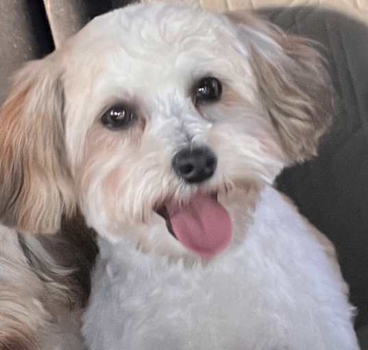 Photo of Yoshi
