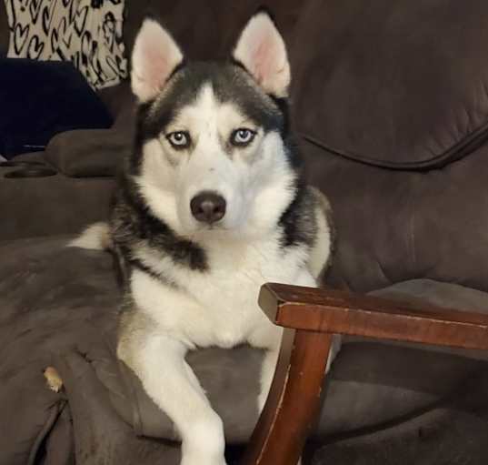 Photo of Luna