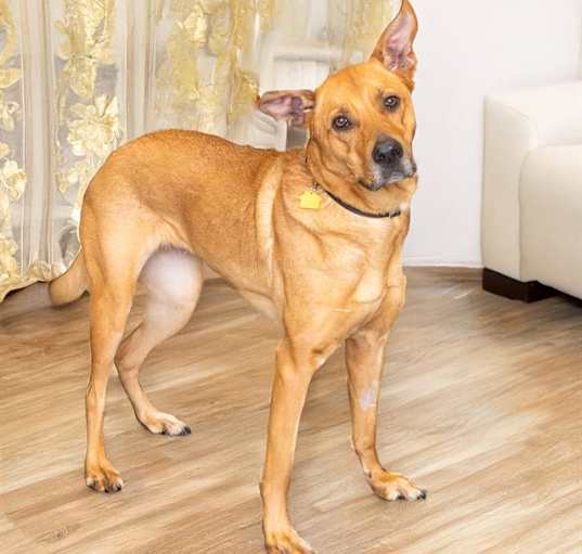 Photo of STRUDEL