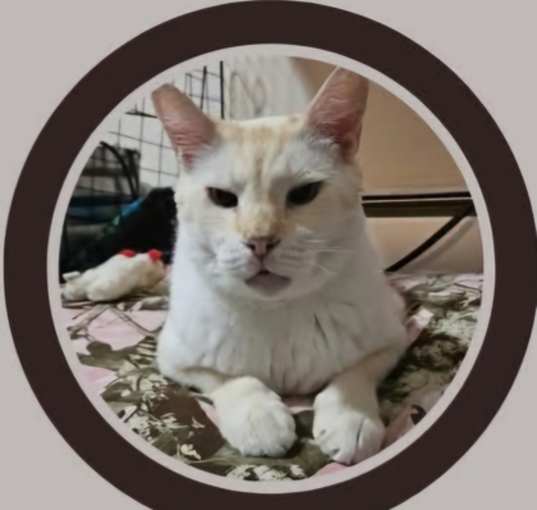 Photo of Atticus