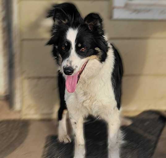 Photo of Bonnie