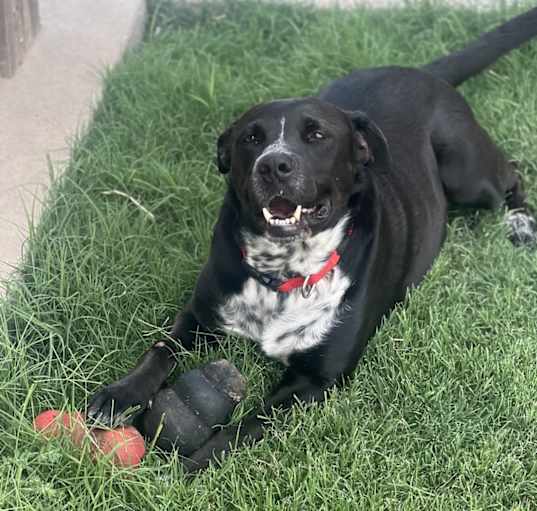 Photo of Pepper