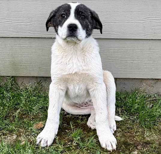 Photo of BRAMBLE