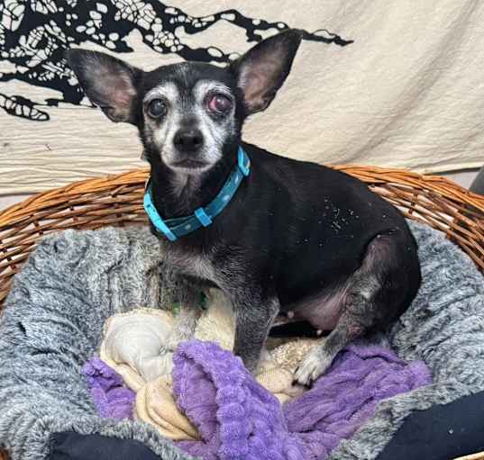 Photo of Buggy (pending medical)
