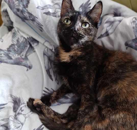 Photo of Coconut