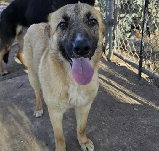 Photo of Josie