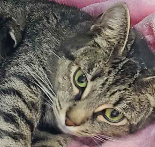 Photo of Dottie