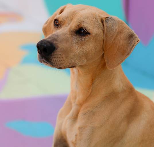 Photo of Bailey