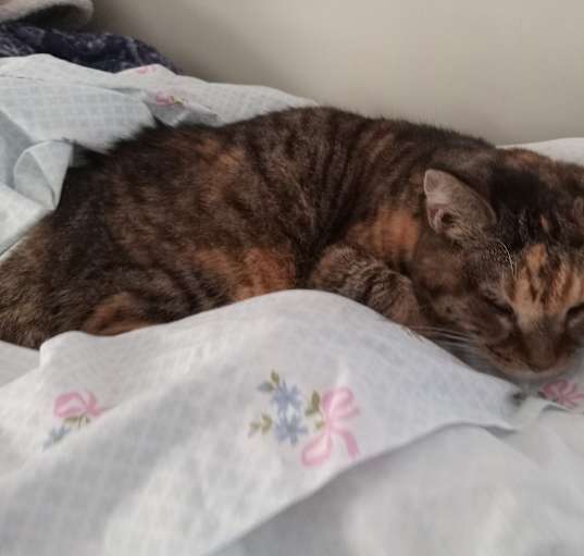 Photo of Tabby