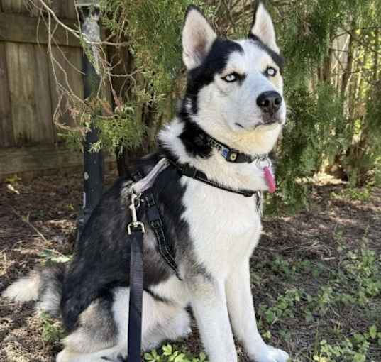 Photo of Lucky