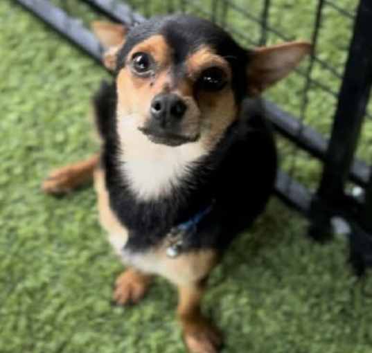 Photo of Timon