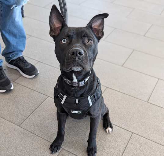 Photo of Sirius