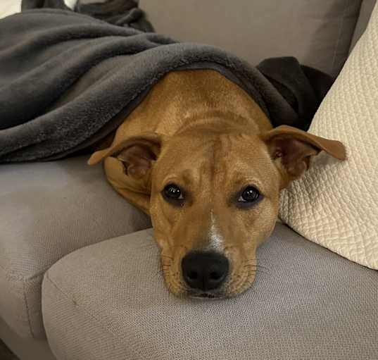 Photo of Lady