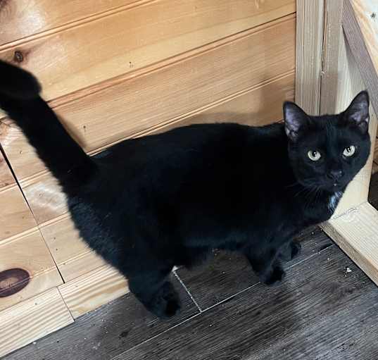 Photo of Cinnamon