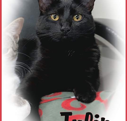 Photo of Tulip