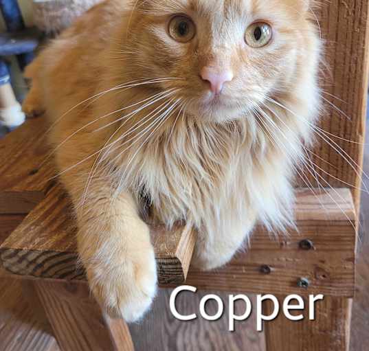 Photo of Copper