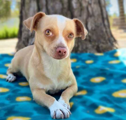Photo of Pixie