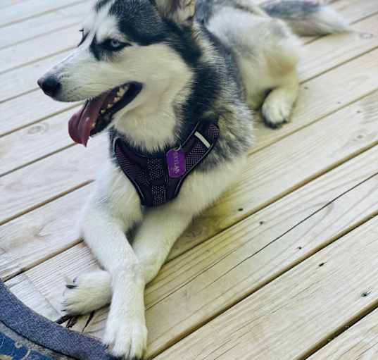 Photo of Skylar