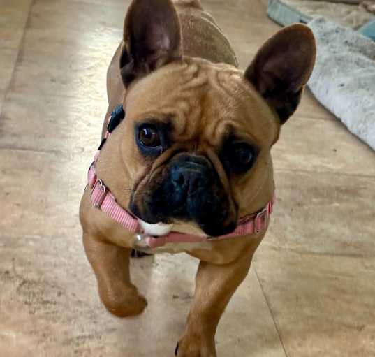 Photo of Honey