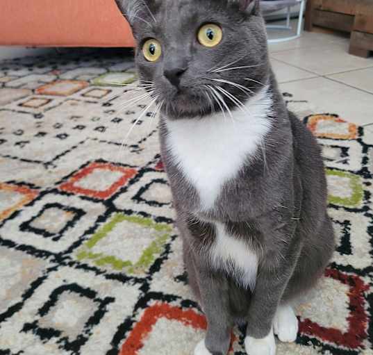 Photo of Red