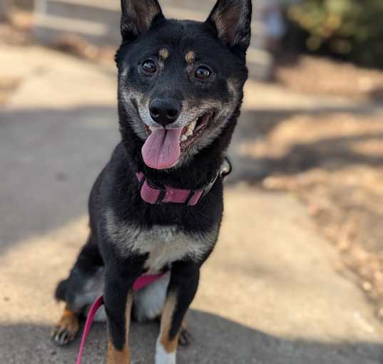 Photo of Eevee