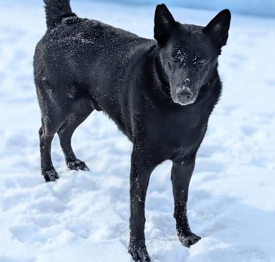 Photo of Oso