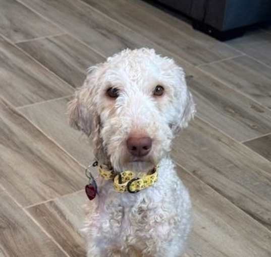 Photo of Brie Dolly