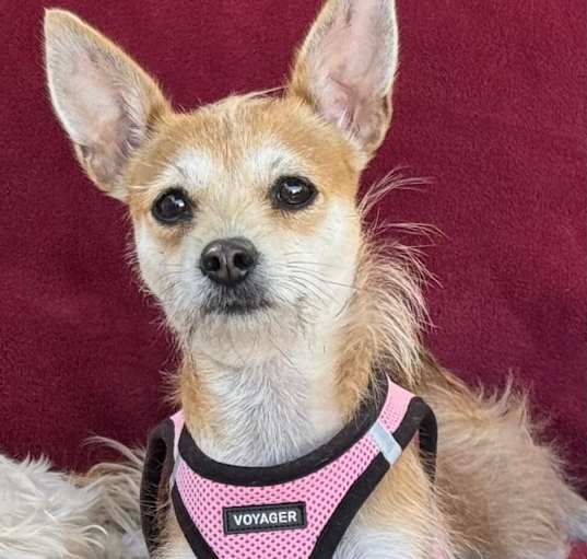 Photo of Maggie Mae/Courtesy Post