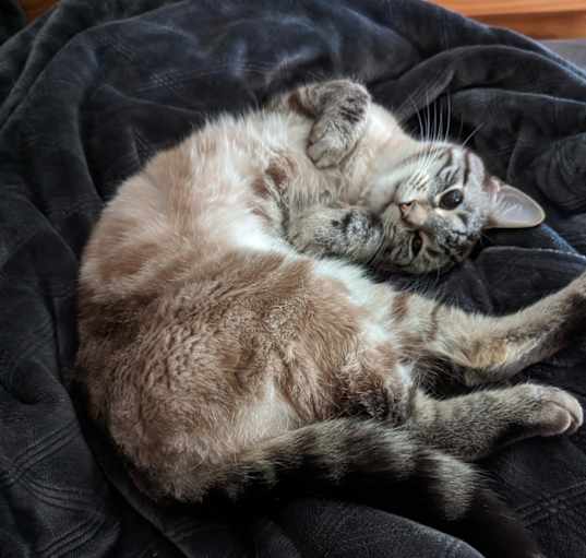 Photo of Foxy