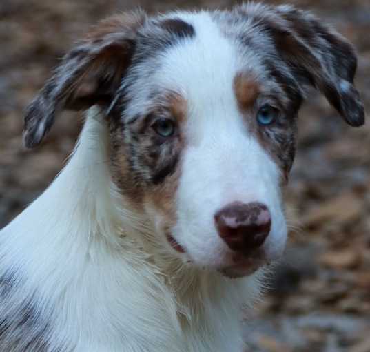 Photo of Tater