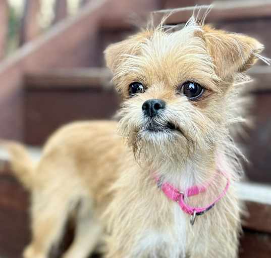 Photo of Cocoa Bear