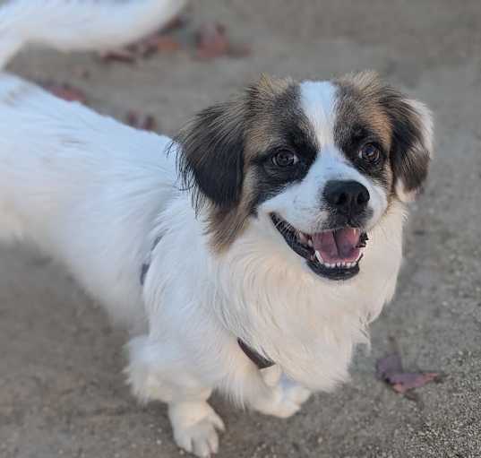 Photo of Rocket