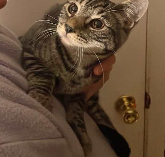 Photo of Hunny