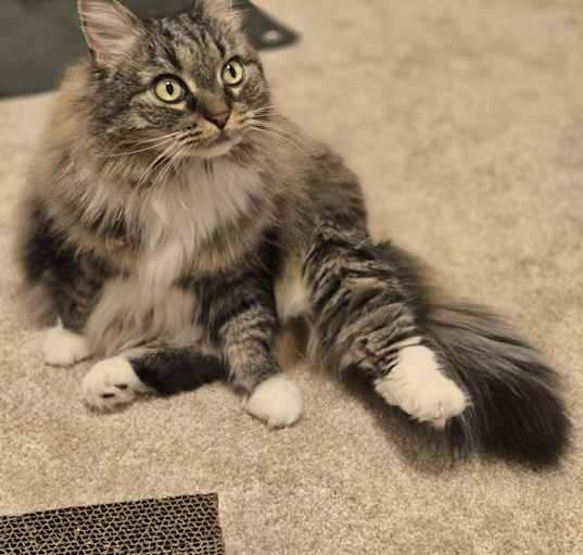 Photo of Stella Rose
