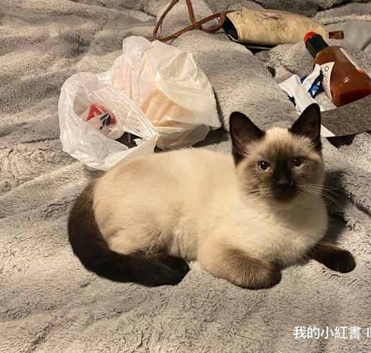 Photo of Cleo