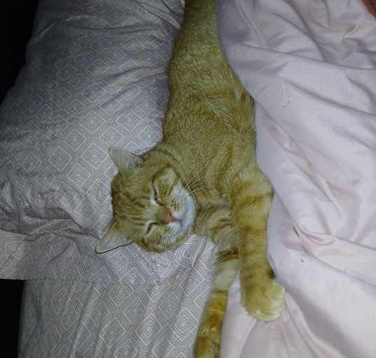 Photo of Rusty