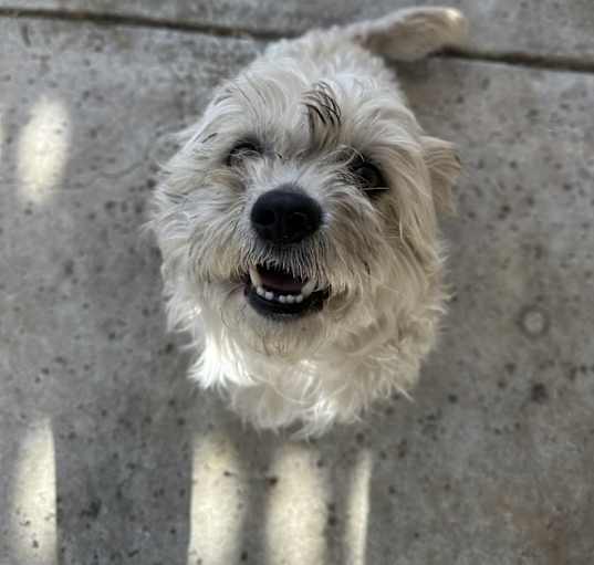 Photo of Gizmo