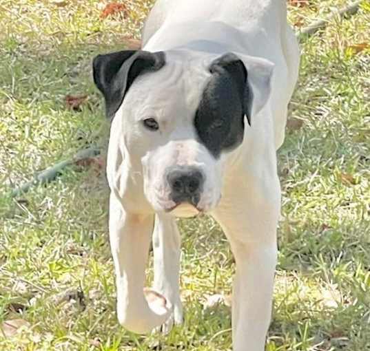 Photo of Spot