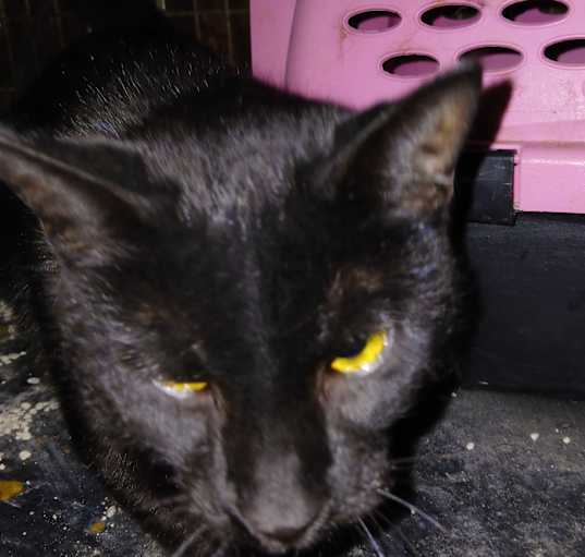 Photo of Jasmine
