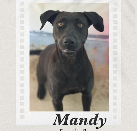 Photo of Mandy