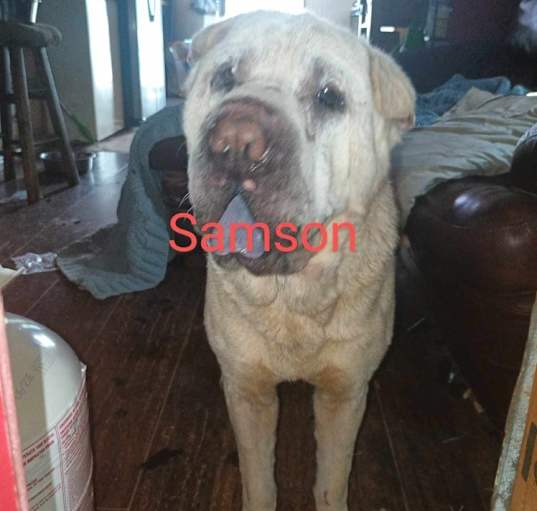 Photo of Samson