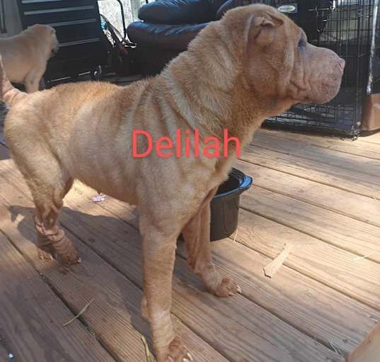 Photo of Delilah