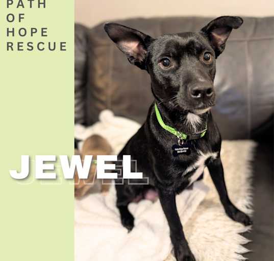 Photo of Jewel