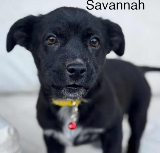 Photo of Savannah