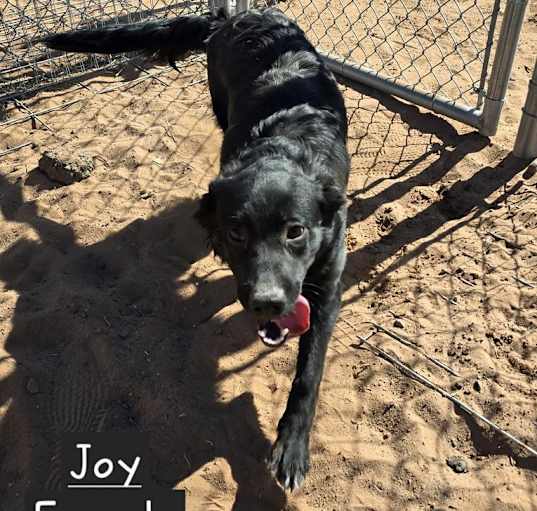 Photo of Joy