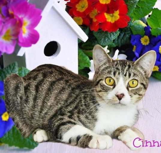 Photo of Cinnabon *older kitten*