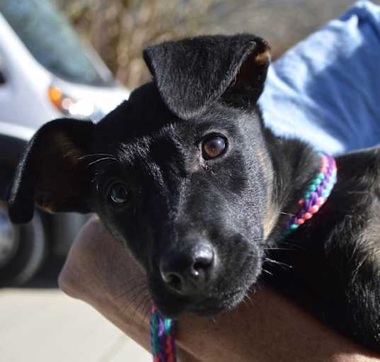 Photo of DARLA