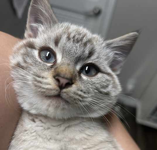 Photo of Quinn