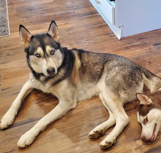 Photo of Marko & Phoenix